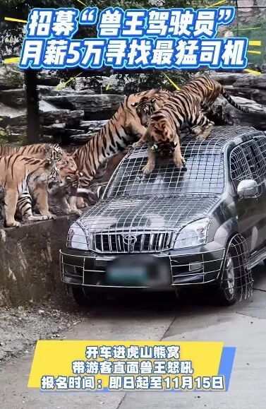 月薪5万招聘猛兽区司机?园方:属实!报名人数较多,需筛选 月薪5万招聘猛兽区司机?园方:属实!报名人数较多,需筛选