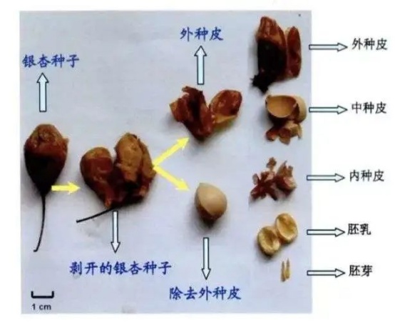 有毒！别捡！别乱吃！近期随处可见