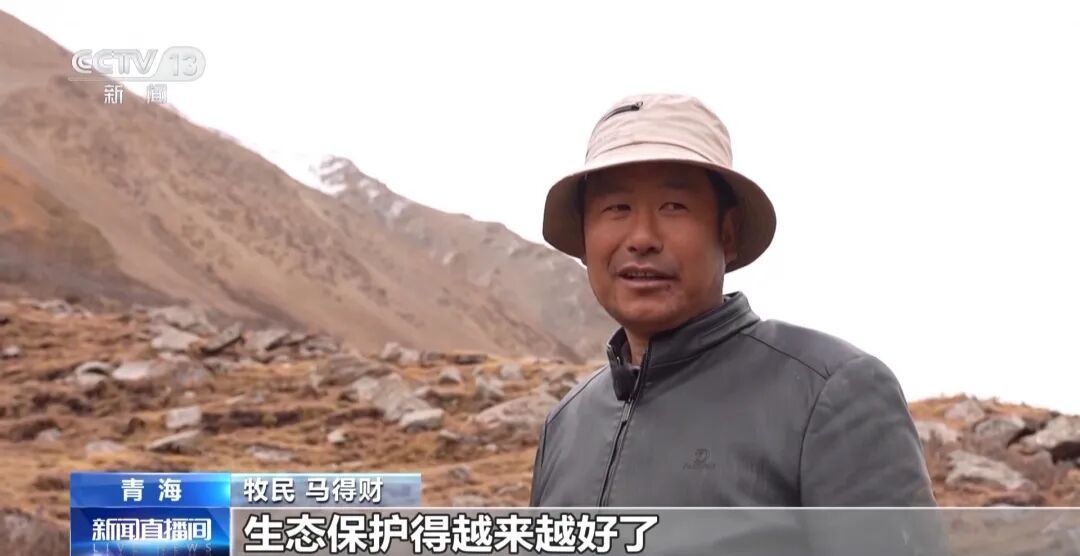 数万网友追更！雪豹“凌小蛰”恢复顺利，胖了30斤