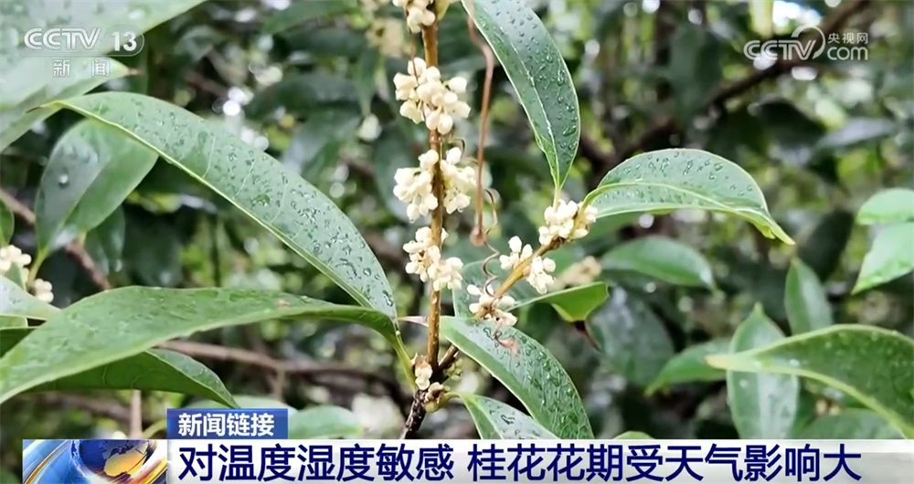 桂花飘香、胡杨金黄、黄栌换上五彩“盛装” 秋日中国铺展斑斓好风光 桂花飘香、胡杨金黄、黄栌换上五彩“盛装” 秋日中国铺展斑斓好风光