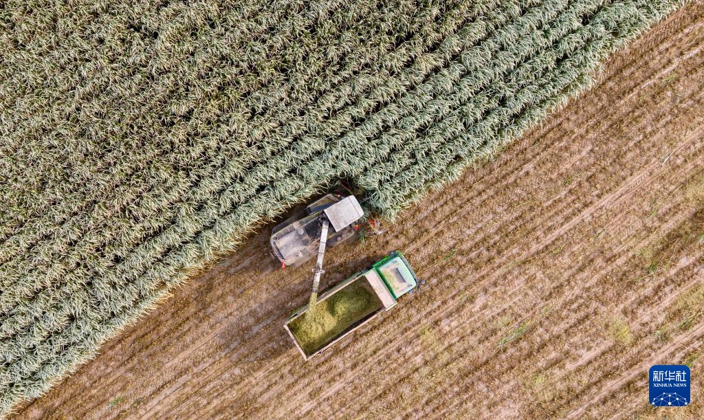 宁夏闽宁镇：巨菌草收获忙