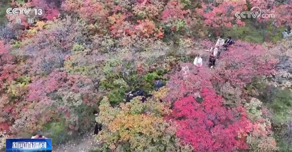 桂花飘香、胡杨金黄、黄栌换上五彩“盛装” 秋日中国铺展斑斓好风光 桂花飘香、胡杨金黄、黄栌换上五彩“盛装” 秋日中国铺展斑斓好风光