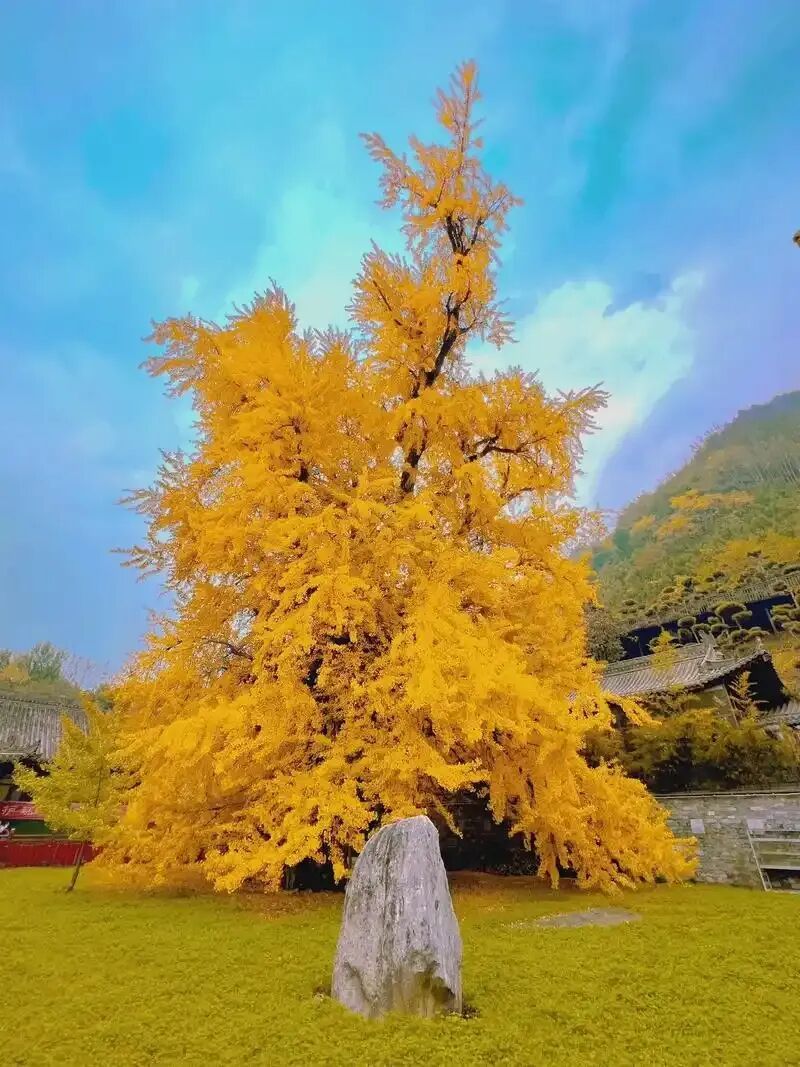 银杏满枝金，枝干相依五百年，晋祠连理银杏树等你来打卡!
