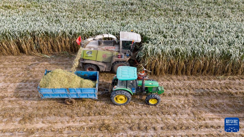 宁夏闽宁镇：巨菌草收获忙