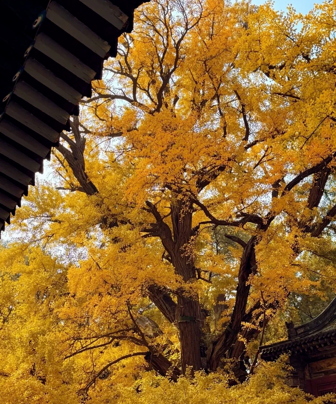 银杏满枝金，枝干相依五百年，晋祠连理银杏树等你来打卡!