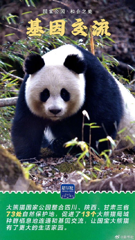 感受大熊猫国家公园的蓬勃生机 感受大熊猫国家公园的蓬勃生机