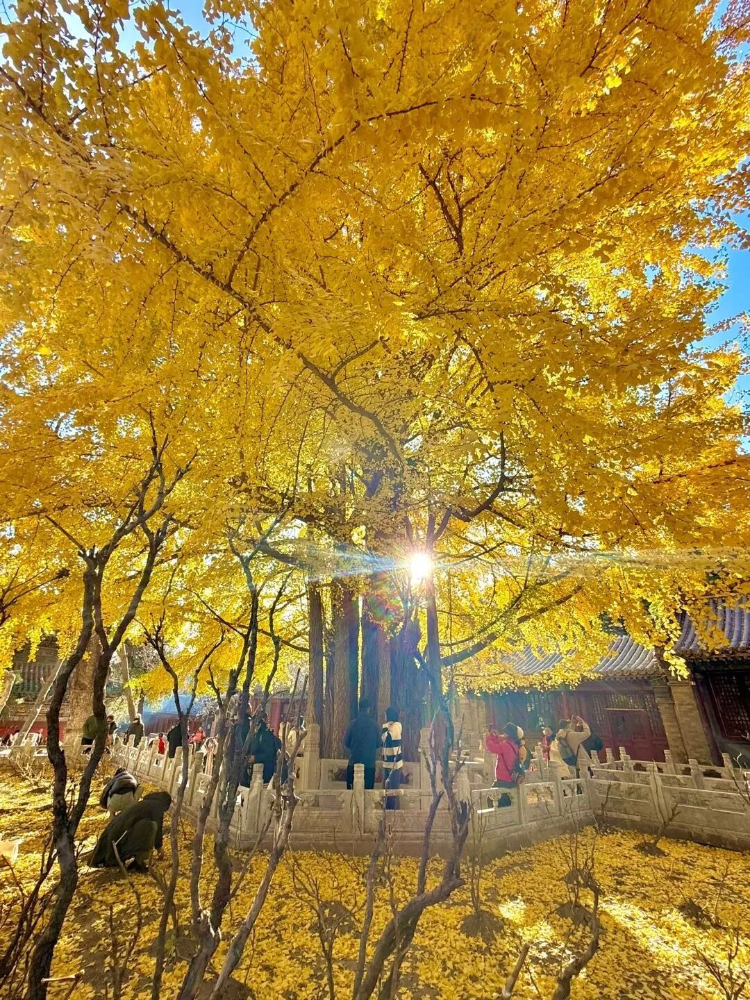 银杏满枝金，枝干相依五百年，晋祠连理银杏树等你来打卡!