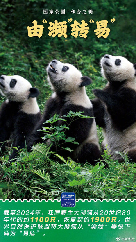 感受大熊猫国家公园的蓬勃生机 感受大熊猫国家公园的蓬勃生机