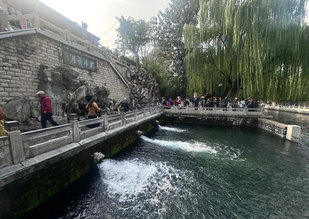 已进入最佳观赏期,济南明确:不扫! 已进入最佳观赏期,济南明确:不扫!