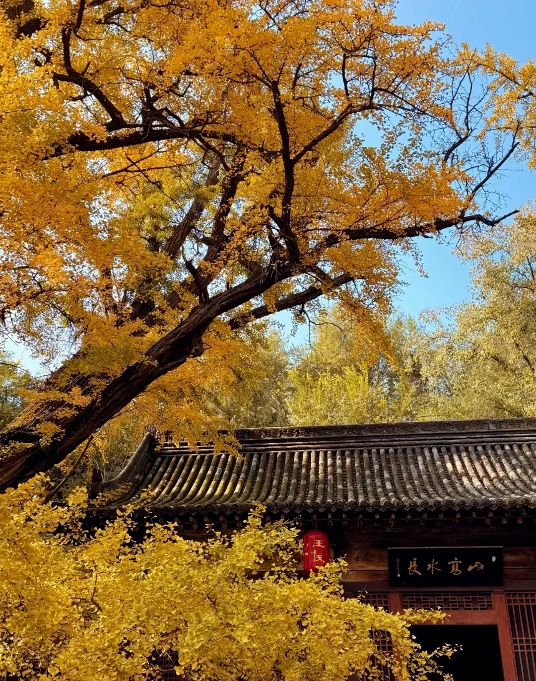 银杏满枝金，枝干相依五百年，晋祠连理银杏树等你来打卡!