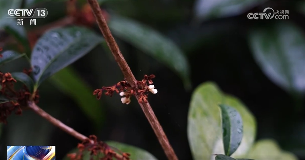 桂花飘香、胡杨金黄、黄栌换上五彩“盛装” 秋日中国铺展斑斓好风光 桂花飘香、胡杨金黄、黄栌换上五彩“盛装” 秋日中国铺展斑斓好风光