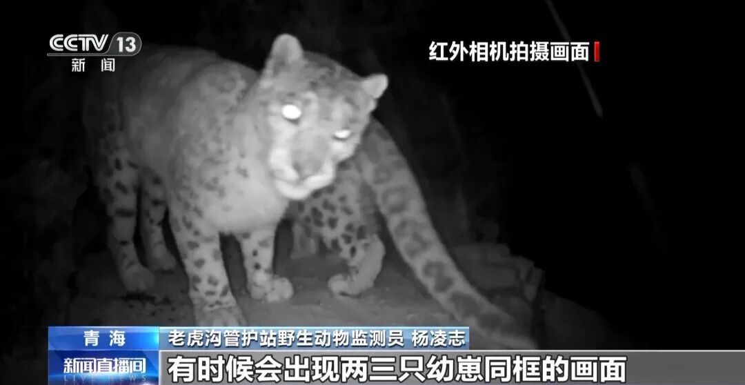 数万网友追更！雪豹“凌小蛰”恢复顺利，胖了30斤