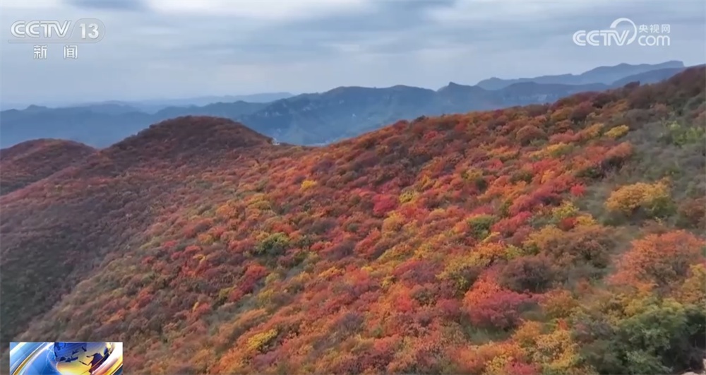 桂花飘香、胡杨金黄、黄栌换上五彩“盛装” 秋日中国铺展斑斓好风光 桂花飘香、胡杨金黄、黄栌换上五彩“盛装” 秋日中国铺展斑斓好风光