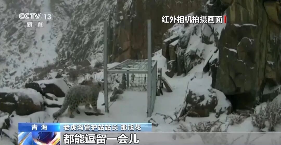 数万网友追更！雪豹“凌小蛰”恢复顺利，胖了30斤