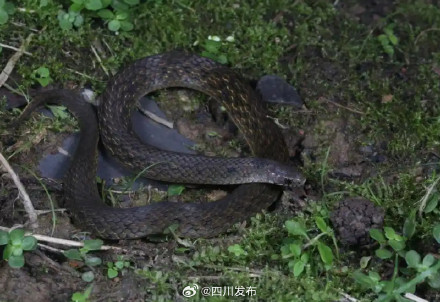 四川发现新物种：华西颈斑蛇