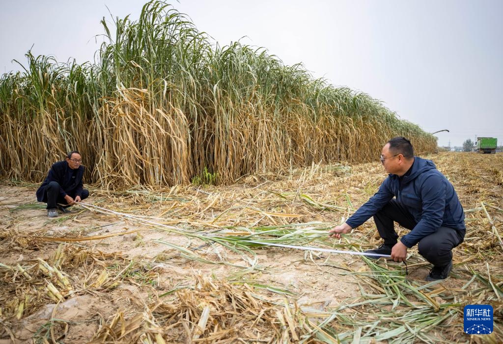 宁夏闽宁镇：巨菌草收获忙