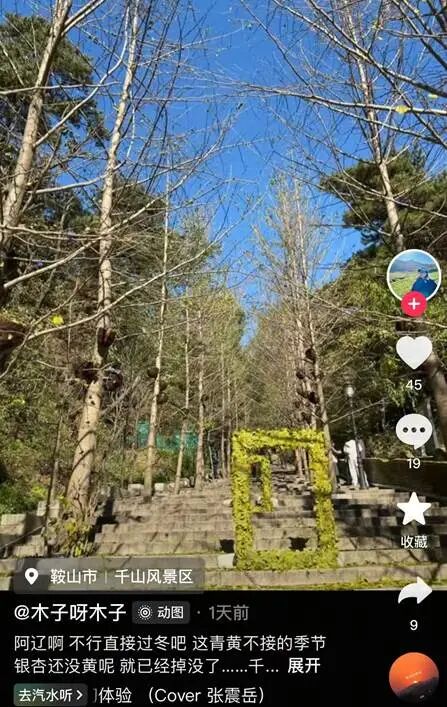 银杏叶未黄先落!今年的“满地金黄景”还能看到么? 银杏叶未黄先落!今年的“满地金黄景”还能看到么?