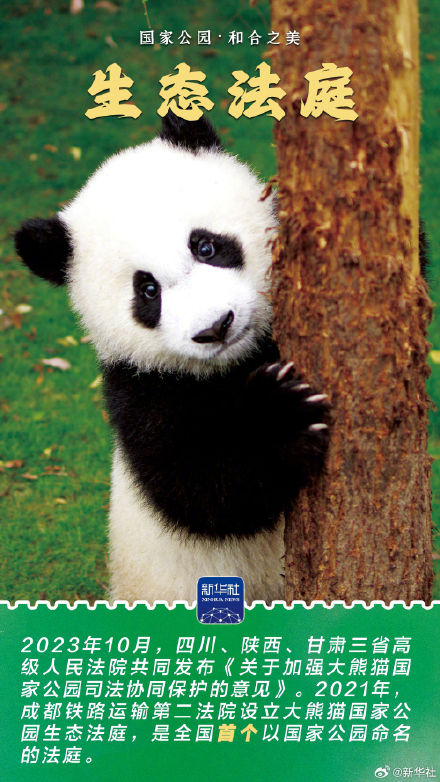 感受大熊猫国家公园的蓬勃生机 感受大熊猫国家公园的蓬勃生机