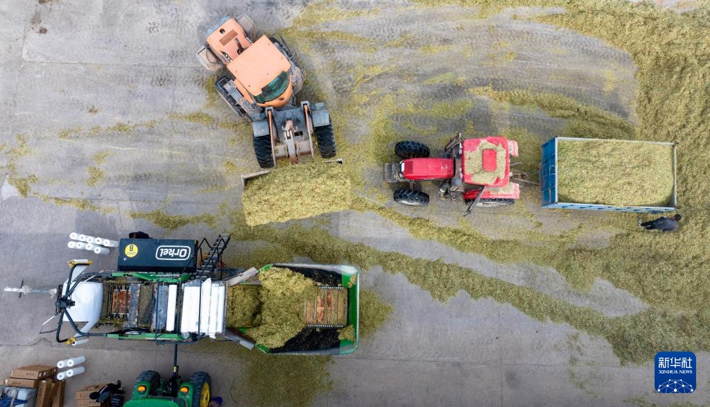 宁夏闽宁镇：巨菌草收获忙