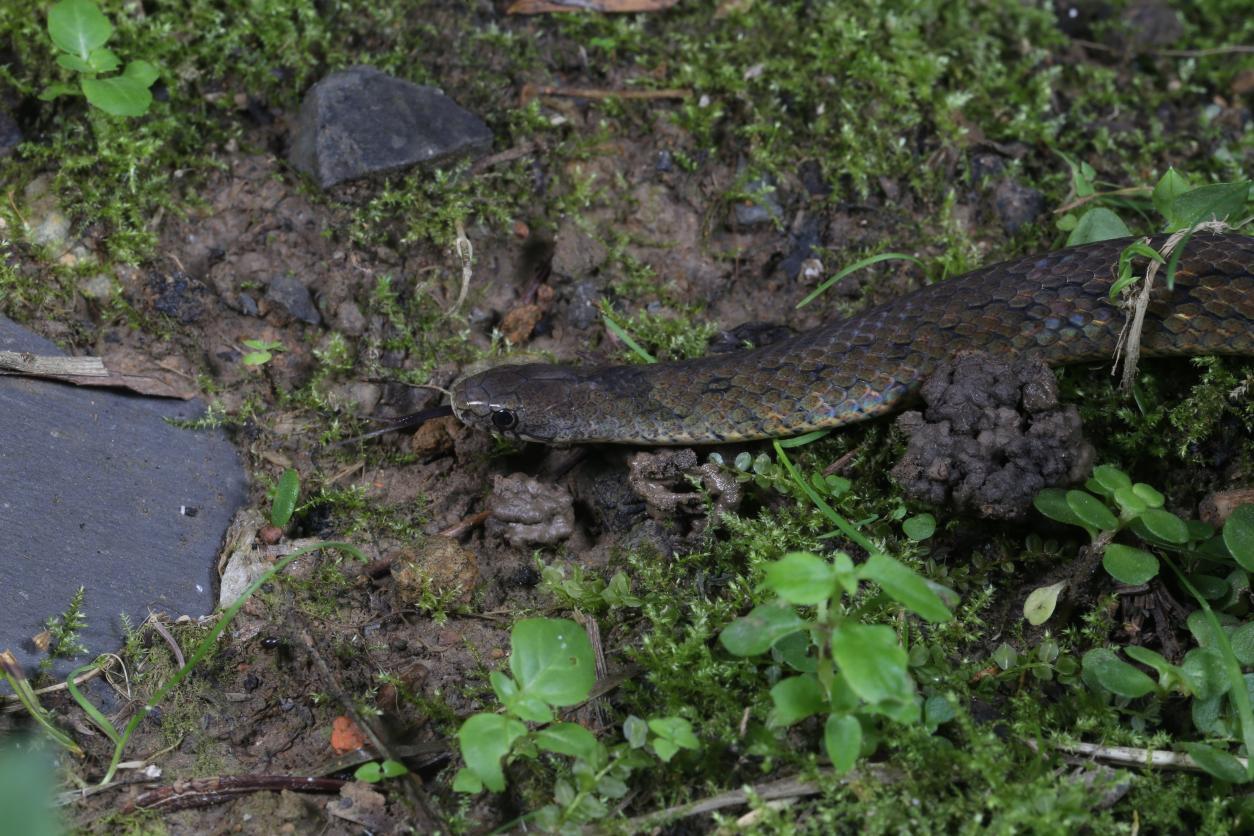 大熊猫国家公园成都片区发现蛇类新种 “华西颈斑蛇”为生物多样性再添实证！
