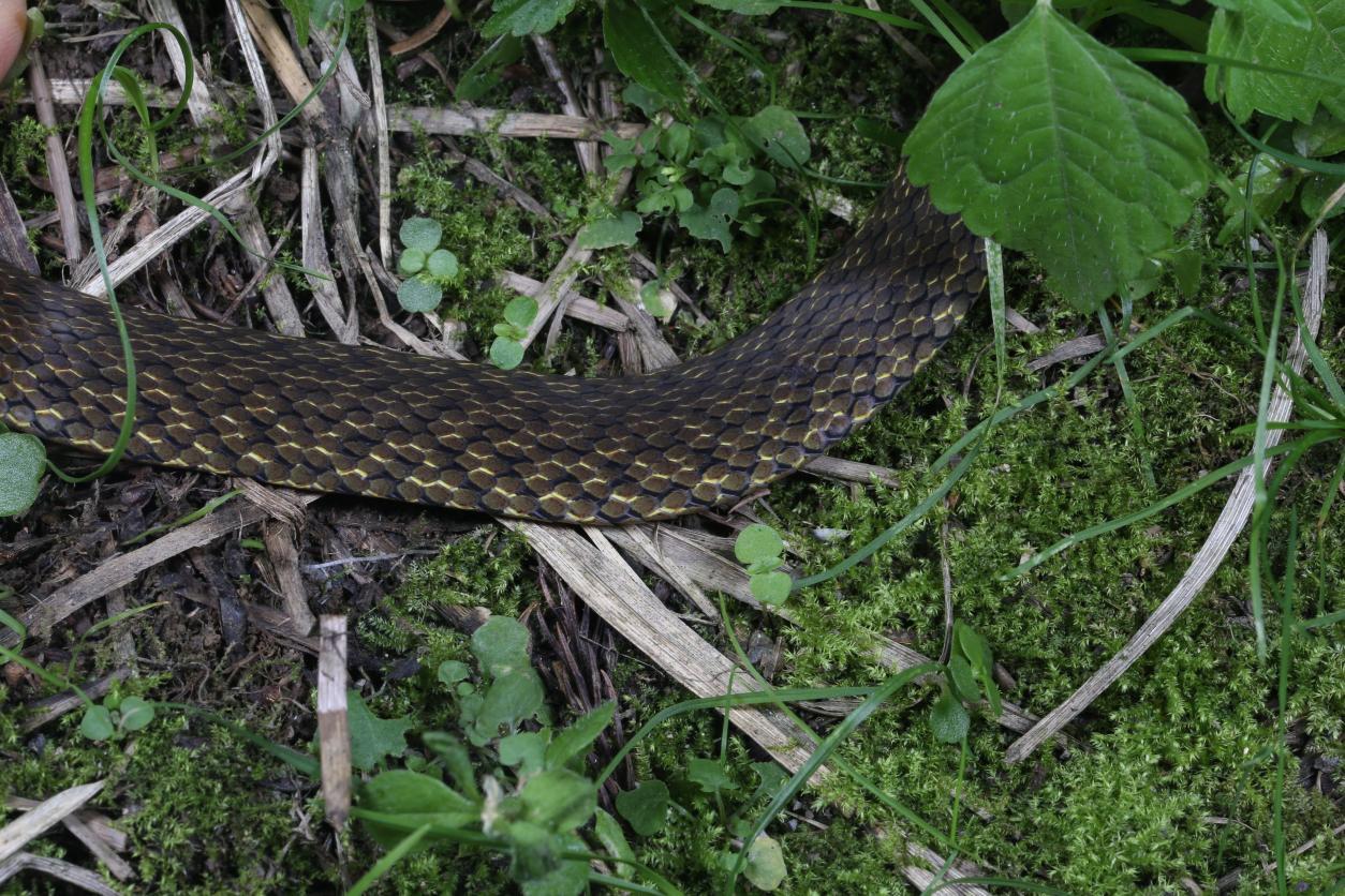 大熊猫国家公园成都片区发现蛇类新种 “华西颈斑蛇”为生物多样性再添实证！