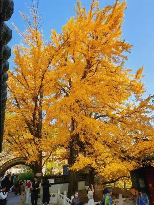 银杏叶未黄先落!今年的“满地金黄景”还能看到么? 银杏叶未黄先落!今年的“满地金黄景”还能看到么?