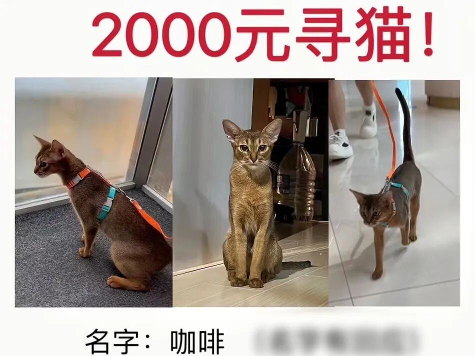 酬谢2000元寻猫反被骗1100元，当心这类“陷阱”！