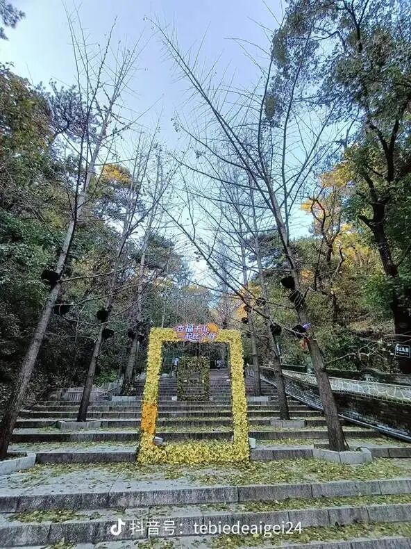 银杏叶未黄先落!今年的“满地金黄景”还能看到么? 银杏叶未黄先落!今年的“满地金黄景”还能看到么?