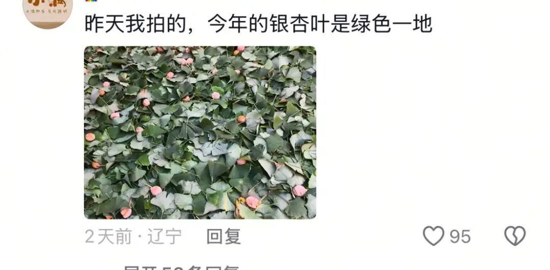 银杏叶未黄先落!今年的“满地金黄景”还能看到么? 银杏叶未黄先落!今年的“满地金黄景”还能看到么?