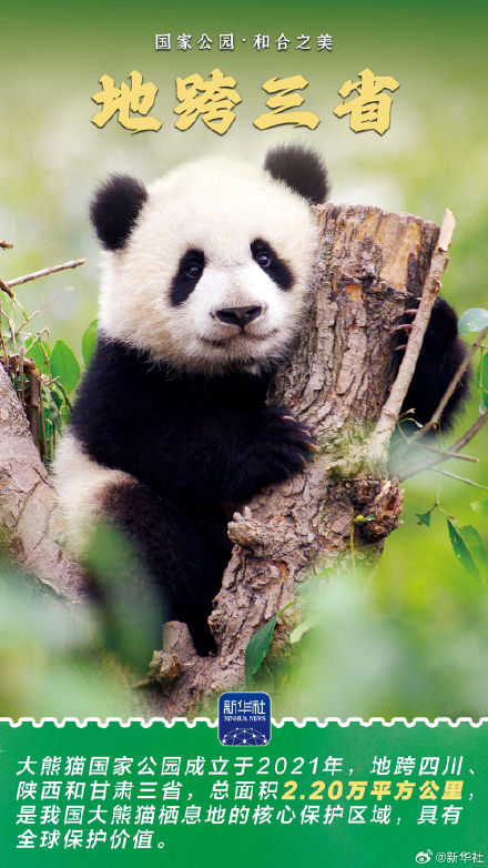 感受大熊猫国家公园的蓬勃生机 感受大熊猫国家公园的蓬勃生机