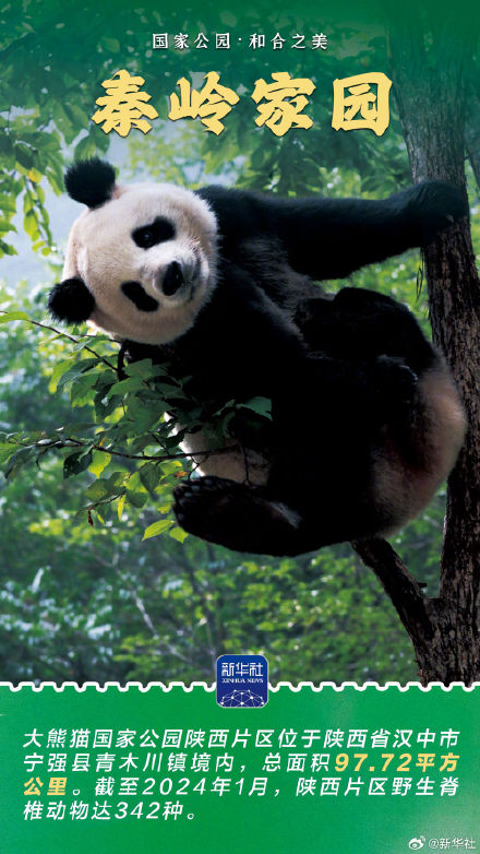 感受大熊猫国家公园的蓬勃生机 感受大熊猫国家公园的蓬勃生机