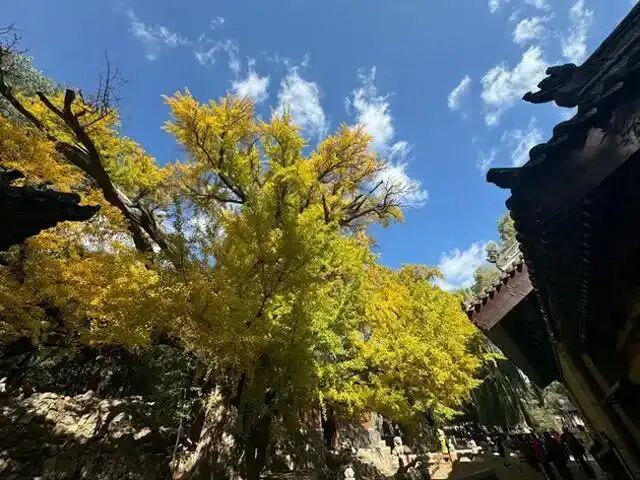 银杏满枝金，枝干相依五百年，晋祠连理银杏树等你来打卡!