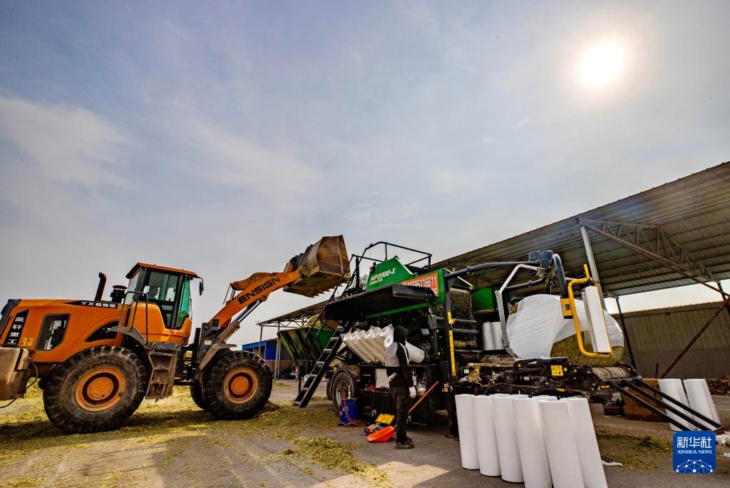 宁夏闽宁镇：巨菌草收获忙