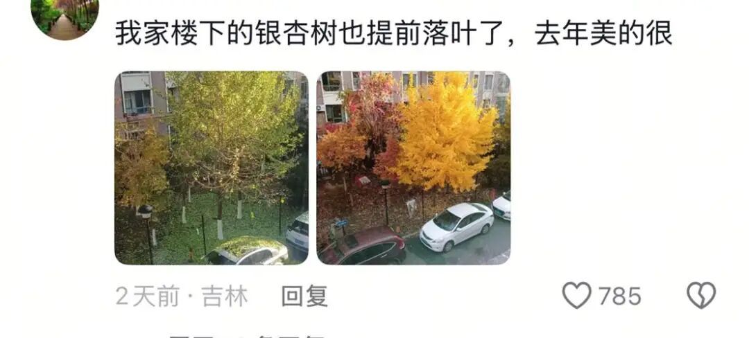 银杏叶未黄先落!今年的“满地金黄景”还能看到么? 银杏叶未黄先落!今年的“满地金黄景”还能看到么?