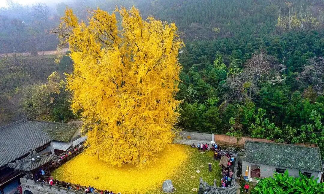 银杏满枝金，枝干相依五百年，晋祠连理银杏树等你来打卡!