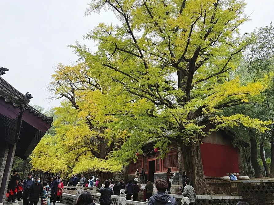 银杏满枝金，枝干相依五百年，晋祠连理银杏树等你来打卡!