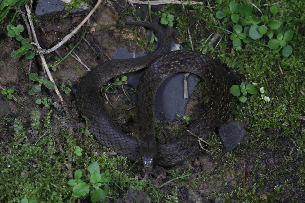 大熊猫国家公园成都片区发现蛇类新种 “华西颈斑蛇”为生物多样性再添实证！