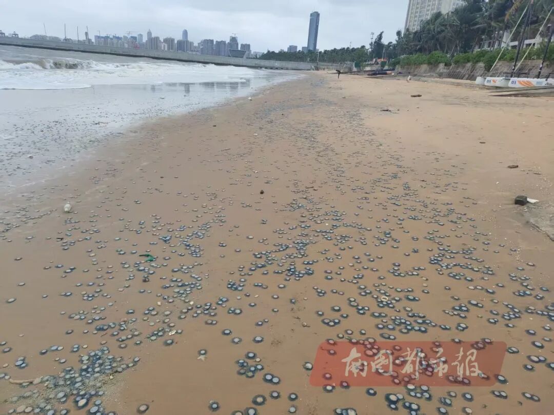 密密麻麻！沙滩上出现“硬币”状生物，提醒：千万不要触摸！
