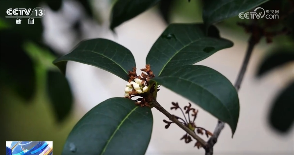 桂花飘香、胡杨金黄、黄栌换上五彩“盛装” 秋日中国铺展斑斓好风光 桂花飘香、胡杨金黄、黄栌换上五彩“盛装” 秋日中国铺展斑斓好风光