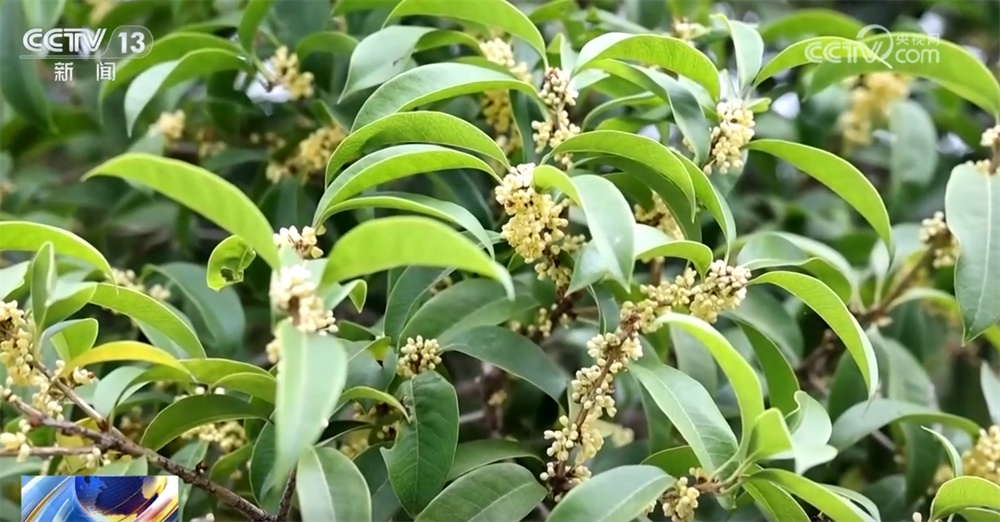 桂花飘香、胡杨金黄、黄栌换上五彩“盛装” 秋日中国铺展斑斓好风光 桂花飘香、胡杨金黄、黄栌换上五彩“盛装” 秋日中国铺展斑斓好风光