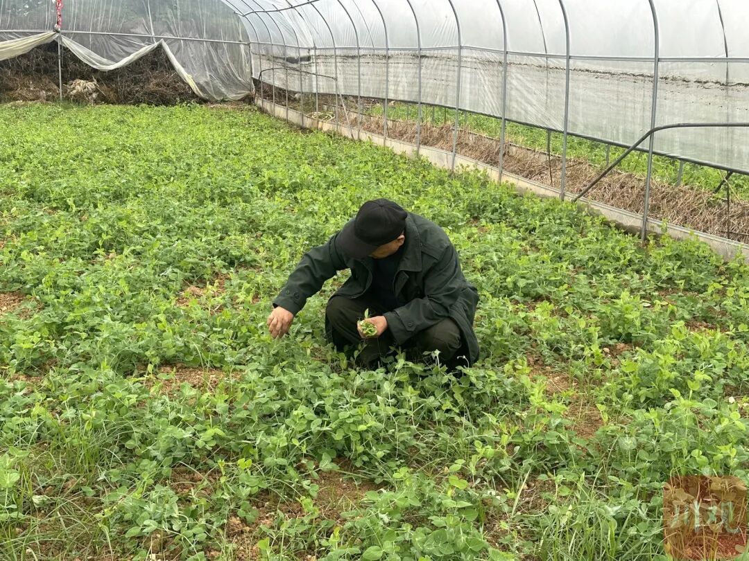 四川人的“心尖尖”上市了！8~15元一斤，降价就在→