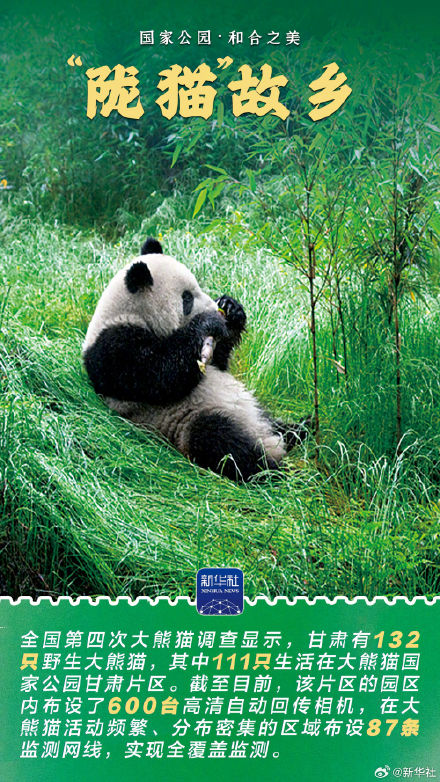 感受大熊猫国家公园的蓬勃生机 感受大熊猫国家公园的蓬勃生机