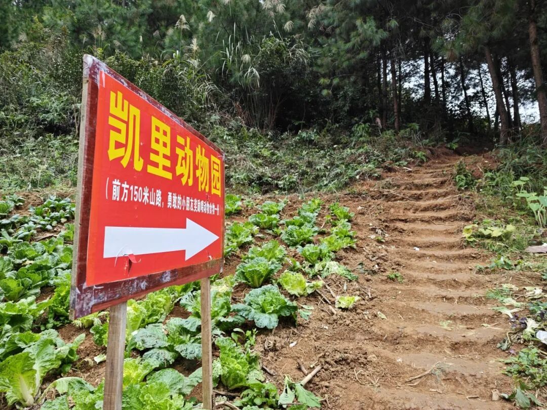 贵州一“原始风”动物园意外出圈！虎狮豹熊猴全都有，门票仅需20元