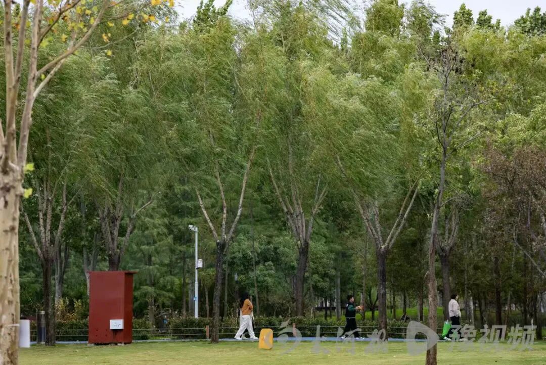 都恁冷了郑州法桐咋还不黄？河南周末起将迎一连串晴天，最高温重回20℃