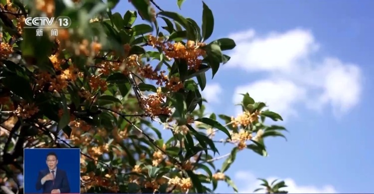 桂花开花“姗姗来迟” 最佳赏桂期持续多久？专家解读