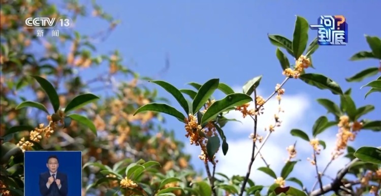 桂花开花“姗姗来迟” 最佳赏桂期持续多久？专家解读