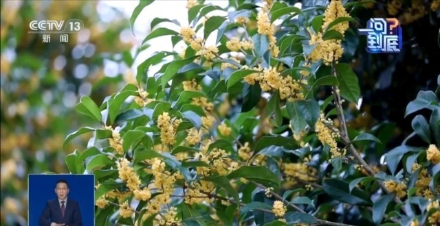 桂花开花“姗姗来迟” 最佳赏桂期持续多久？专家解读