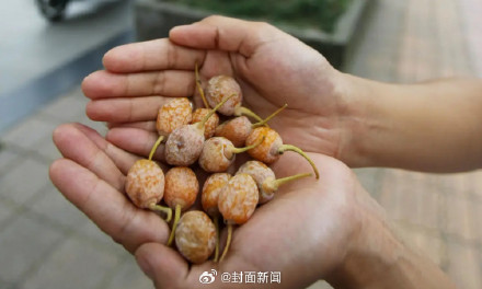 转发提醒!路边银杏果别随便吃 转发提醒!路边银杏果别随便吃