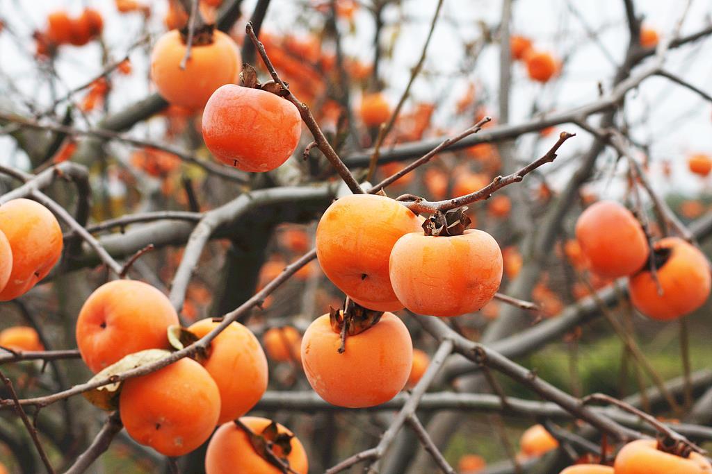 近期大量上市!秋天幸福感最强的水果,营养又好吃 近期大量上市!秋天幸福感最强的水果,营养又好吃