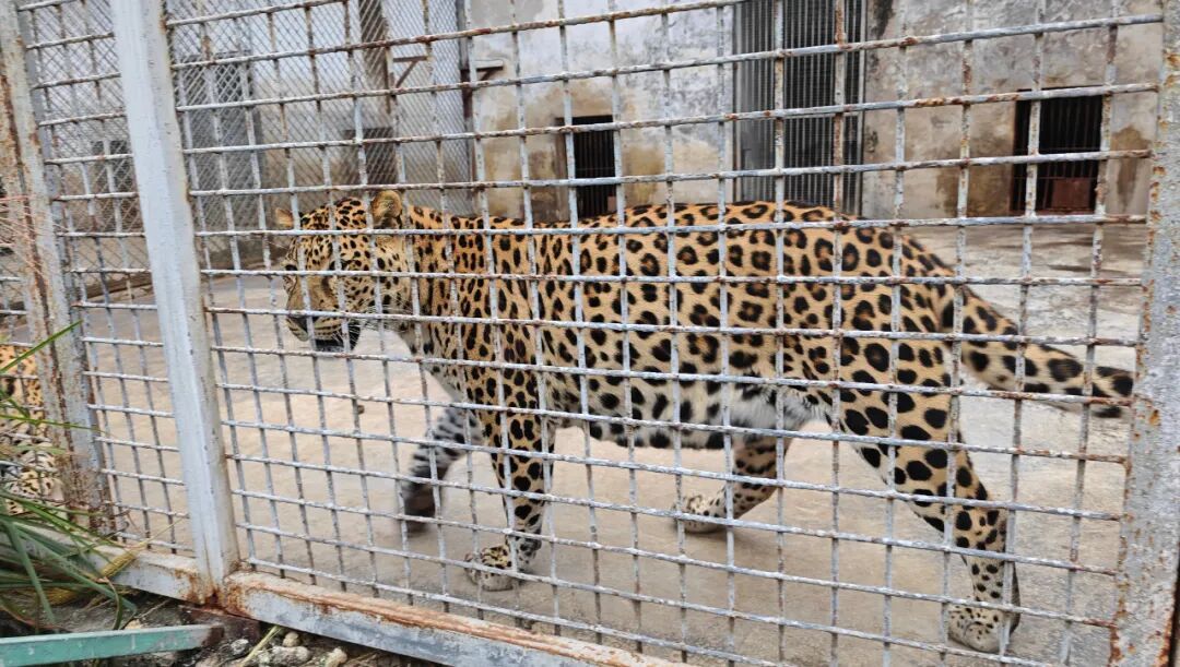 贵州一“原始风”动物园意外出圈！虎狮豹熊猴全都有，门票仅需20元